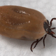 A larval blacklegged or deer tick, Ixodes scapularis, the species that spreads Lyme disease in the U.S.